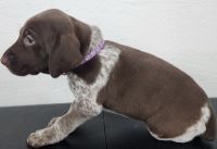 German Shorthaired Pointer Puppies for sale in St. Johns, Michigan. price: $950