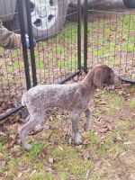German Shorthaired Pointer Puppies for sale in Klamath Falls, Oregon. price: $850