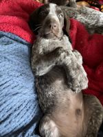 German Shorthaired Pointer Puppies for sale in Fort Worth, Texas. price: $2,800