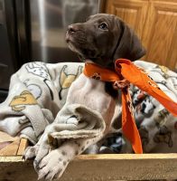 German Shorthaired Pointer Puppies for sale in Roseburg, Oregon. price: $600