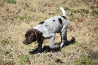 German Shorthaired Pointer Puppies for sale in Hoover, AL, USA. price: $850