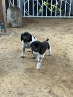 German Shorthaired Pointer Puppies for sale in Bakersfield, CA, USA. price: NA