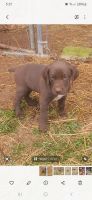 German Shorthaired Pointer Puppies for sale in Potosi, Missouri. price: $25,000