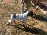 German Shorthaired Pointer Puppies for sale in Mellette, South Dakota. price: NA