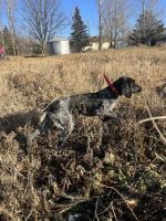German Shorthaired Pointer Puppies for sale in Ladysmith, Wisconsin. price: $2,500