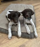 German Shorthaired Pointer Puppies for sale in Roseburg, Oregon. price: $600