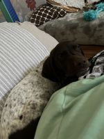 German Shorthaired Pointer Puppies for sale in Winchester, Virginia. price: $475