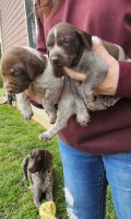 German Shorthaired Pointer Puppies for sale in Dinwiddie, Virginia. price: $900