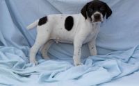 German Shorthaired Pointer Puppies for sale in Warrendale, PA, USA. price: NA