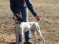 German Shorthaired Pointer Puppies for sale in Pearce, AZ 85610, USA. price: NA