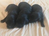 German Shorthaired Pointer Puppies for sale in New London, MN, USA. price: NA