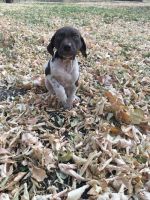 German Shorthaired Pointer Puppies for sale in Pell City, AL, USA. price: NA