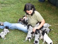 German Shorthaired Pointer Puppies for sale in Chicago, IL, USA. price: NA