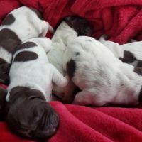 German Shorthaired Pointer Puppies for sale in Madison, WI, USA. price: NA