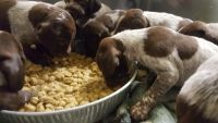 German Shorthaired Pointer Puppies for sale in Bennett, CO 80102, USA. price: NA