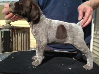 German Shorthaired Pointer Puppies for sale in Crandon, WI 54520, USA. price: NA