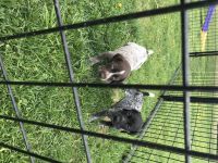 German Shorthaired Pointer Puppies for sale in Ellwood City, PA 16117, USA. price: NA