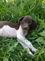 German Shorthaired Pointer Puppies for sale in Osseo, MI 49266, USA. price: NA