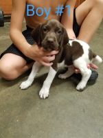 German Shorthaired Pointer Puppies for sale in Nashville, IN 47448, USA. price: NA