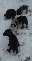 German Shorthaired Pointer Puppies for sale in Roosevelt, MN 56673, USA. price: NA