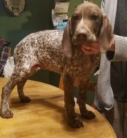 German Shorthaired Pointer Puppies for sale in Bexley, OH 43209, USA. price: NA