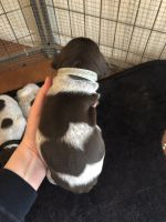 German Shorthaired Pointer Puppies for sale in Jurupa Valley, CA 91752, USA. price: NA