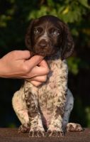 German Shorthaired Pointer Puppies for sale in Scottsdale, AZ, USA. price: NA