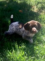 German Shorthaired Pointer Puppies for sale in Moreno Valley, CA 92551, USA. price: NA