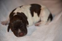 German Shorthaired Pointer Puppies for sale in Cincinnati, OH, USA. price: NA