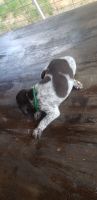 German Shorthaired Pointer Puppies for sale in Downsville, LA 71234, USA. price: NA