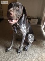 German Shorthaired Pointer Puppies for sale in Hardeeville, SC, USA. price: NA