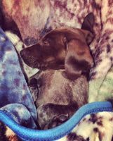 German Shorthaired Pointer Puppies for sale in Smyrna, TN, USA. price: NA