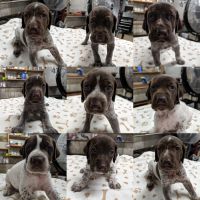 German Shorthaired Pointer Puppies for sale in Somerset, KY 42503, USA. price: NA