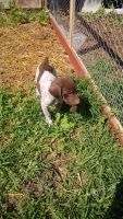 German Shorthaired Pointer Puppies for sale in Leslie, MI 49251, USA. price: NA