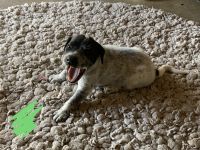 German Shorthaired Pointer Puppies for sale in Palmdale, CA, USA. price: NA