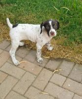German Shorthaired Pointer Puppies for sale in Palm Valley, TX 78552, USA. price: NA