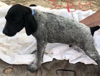 German Shorthaired Pointer Puppies for sale in Chauncey, GA 31011, USA. price: NA