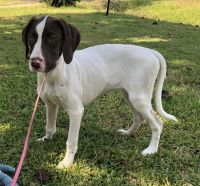 German Shorthaired Pointer Puppies for sale in Charleston, SC, USA. price: NA