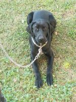 German Shorthaired Pointer Puppies for sale in St Paul, MN 55106, USA. price: NA