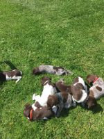 German Shorthaired Pointer Puppies for sale in Menominee, MI 49858, USA. price: NA
