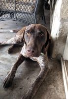 German Shorthaired Pointer Puppies for sale in Weatherford, TX, USA. price: NA
