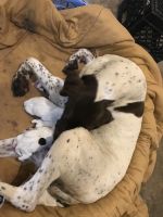 German Shorthaired Pointer Puppies for sale in Walnut Cove, NC 27052, USA. price: NA