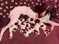 German Shorthaired Pointer Puppies for sale in Bandera, TX 78003, USA. price: NA