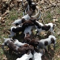 German Shorthaired Pointer Puppies for sale in Lone Oak, GA, USA. price: NA