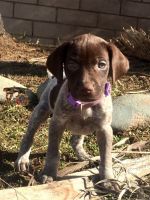 German Shorthaired Pointer Puppies for sale in Moreno Valley, CA 92551, USA. price: NA