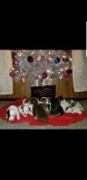 German Shorthaired Pointer Puppies for sale in McAlester, OK 74501, USA. price: NA