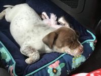 German Shorthaired Pointer Puppies for sale in Arlington, TX, USA. price: NA