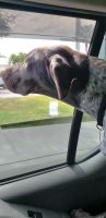German Shorthaired Pointer Puppies for sale in Palmetto, FL 34221, USA. price: NA