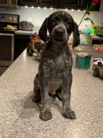 German Shorthaired Pointer Puppies for sale in Wingate, NC 28174, USA. price: NA