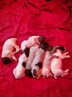 German Shorthaired Pointer Puppies for sale in 7048 Ketchum Dr, Colorado Springs, CO 80911, USA. price: NA